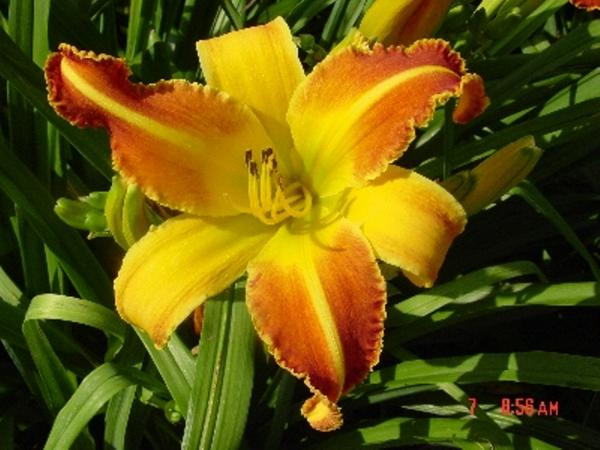 Hurried & Rushed  2010